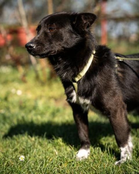 Merino  ein Lächeln, das Herzen öffnet