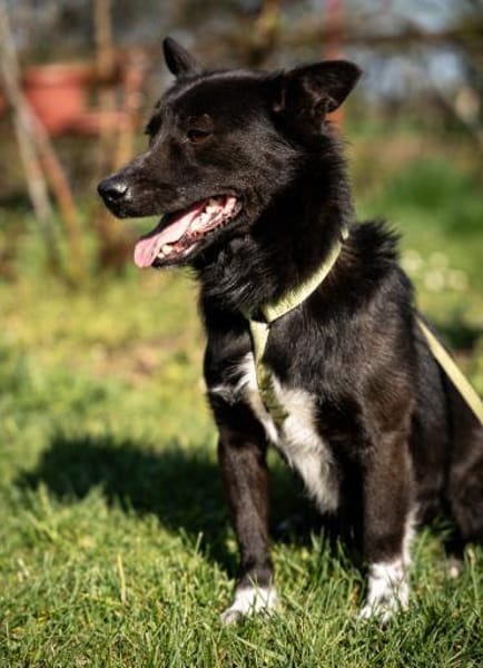 Merino  ein Lächeln, das Herzen öffnet