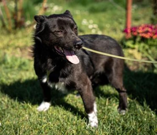 Merino  ein Lächeln, das Herzen öffnet