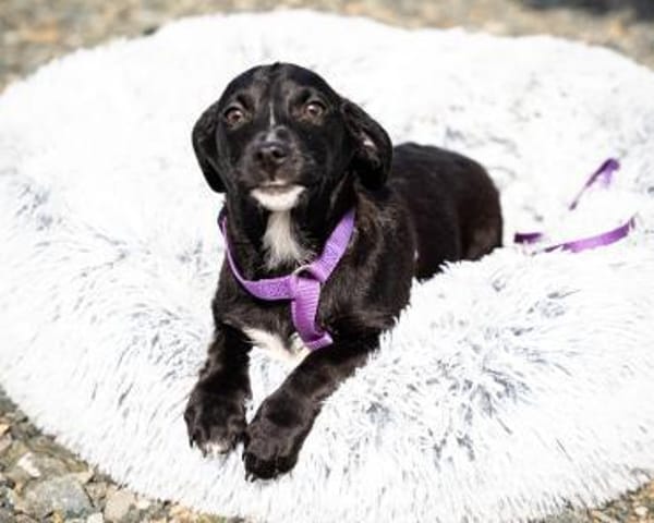 Mausi wünscht sich ein Forever Home...