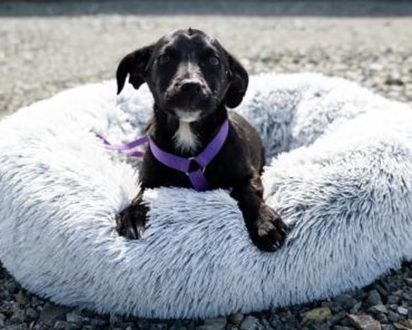 Mausi wünscht sich ein Forever Home...