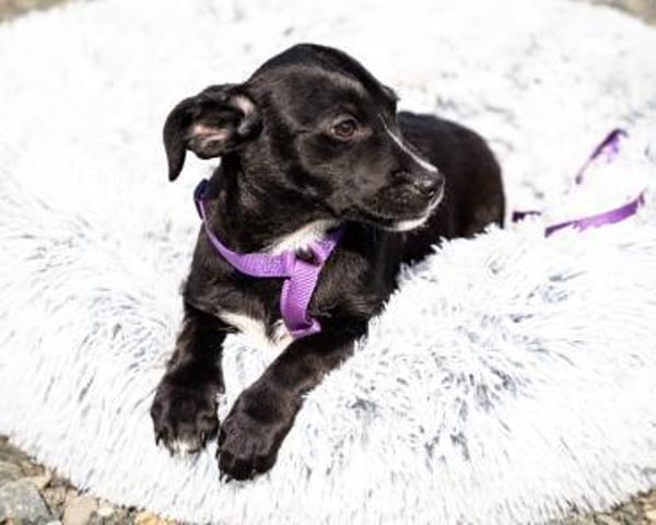 Mausi wünscht sich ein Forever Home...