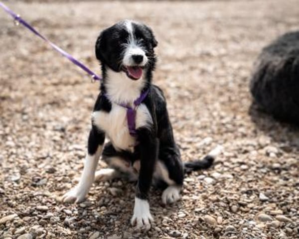 Esina  ein kleines Herz auf der Suche