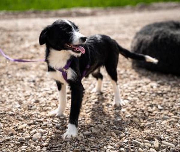 Esina  ein kleines Herz auf der Suche