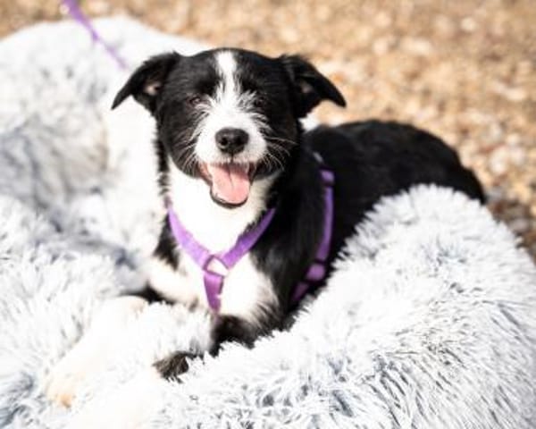 Esina  ein kleines Herz auf der Suche