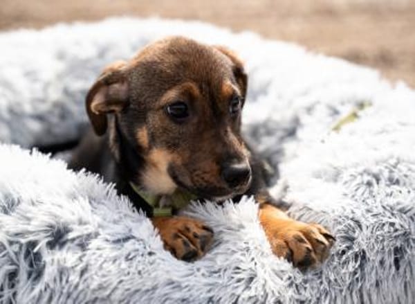 Ein großes Herz namens Elmino...