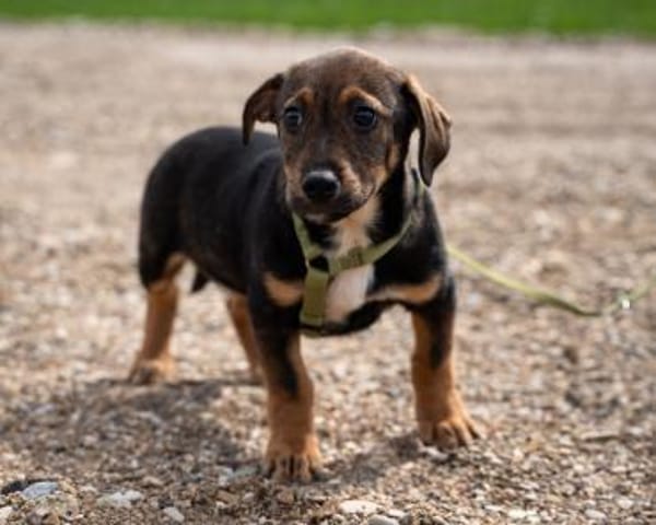 Ein großes Herz namens Elmino...