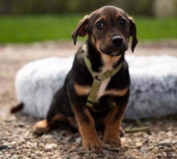 Ein großes Herz namens Elmino...