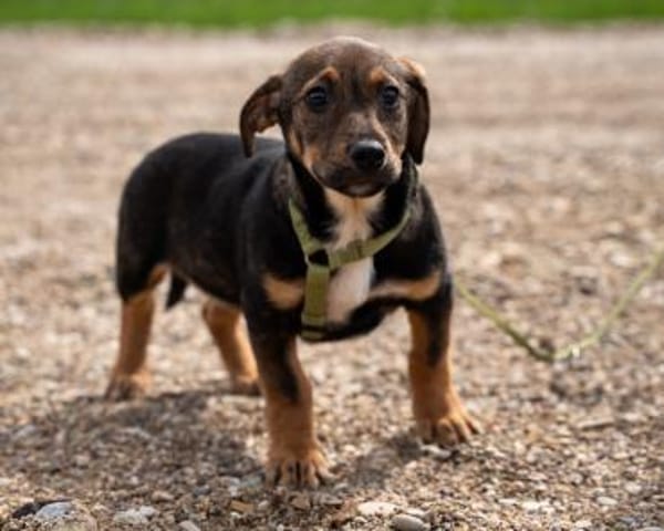Ein großes Herz namens Elmino...