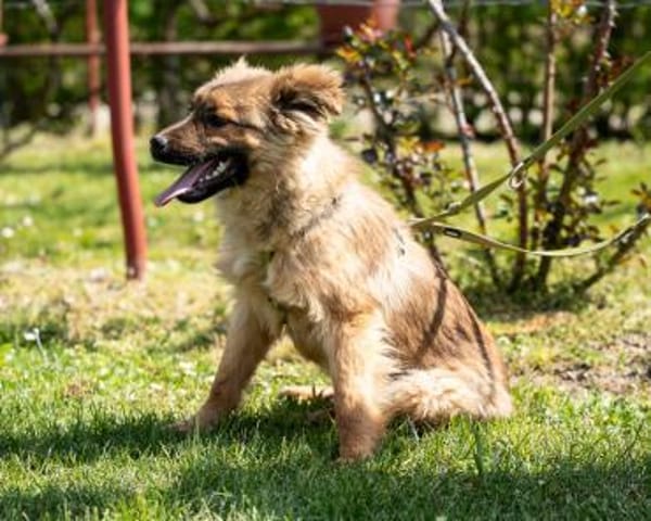 Lexino möchte endlich ankommen ,,,