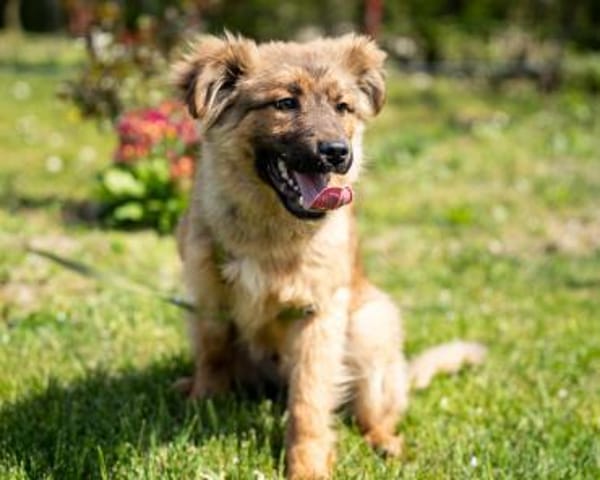 Lexino möchte endlich ankommen ,,,