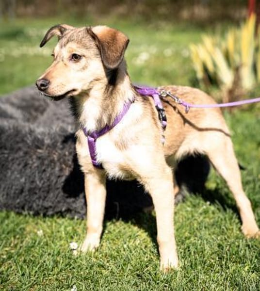 Mera möchte ihr Herz verschenken...