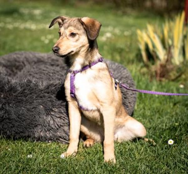 Mera möchte ihr Herz verschenken...