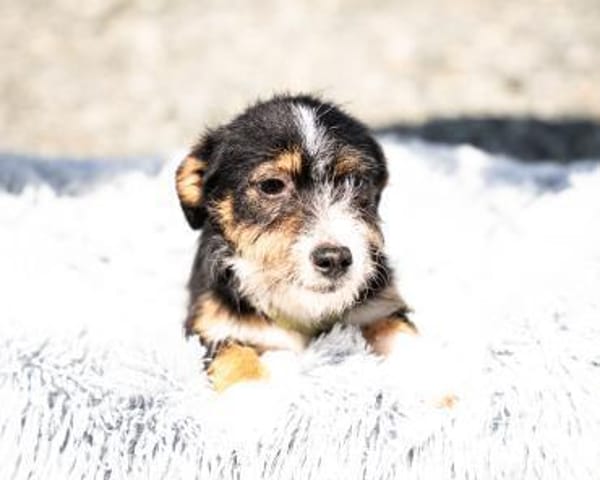 Bambino sucht liebevolles zu Hause...