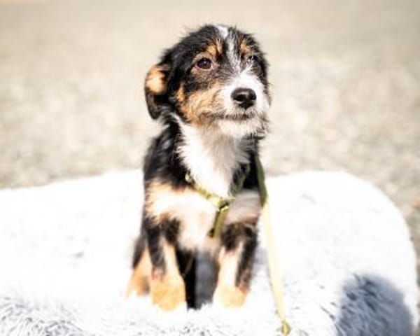 Bambino sucht liebevolles zu Hause...