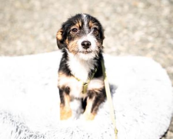 Bambino sucht liebevolles zu Hause...