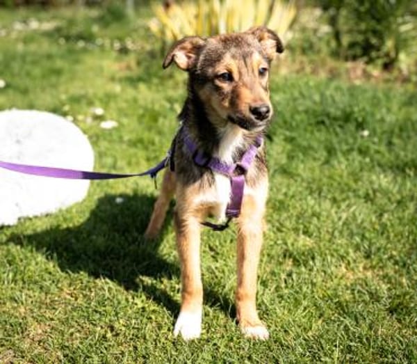 Darf ich vorstellen Prinzessin Leila