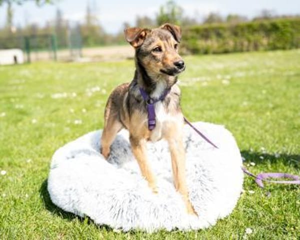 Darf ich vorstellen Prinzessin Leila