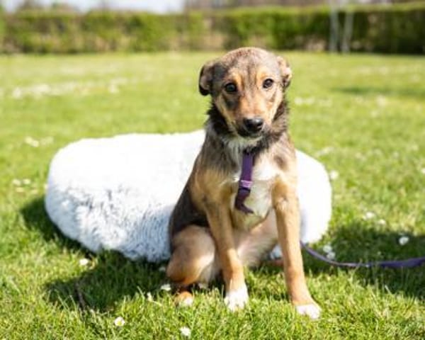 Darf ich vorstellen Prinzessin Leila