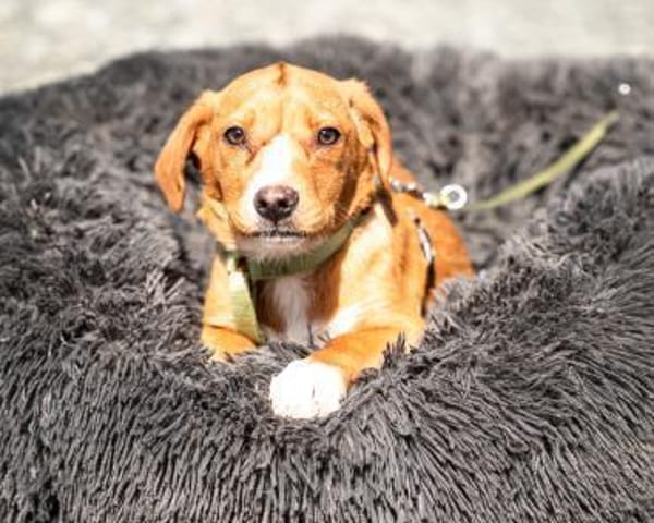 Marley sucht seine Menschen...