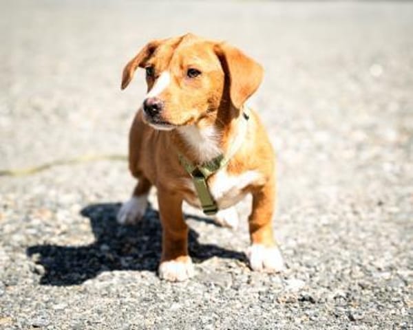 Marley sucht seine Menschen...