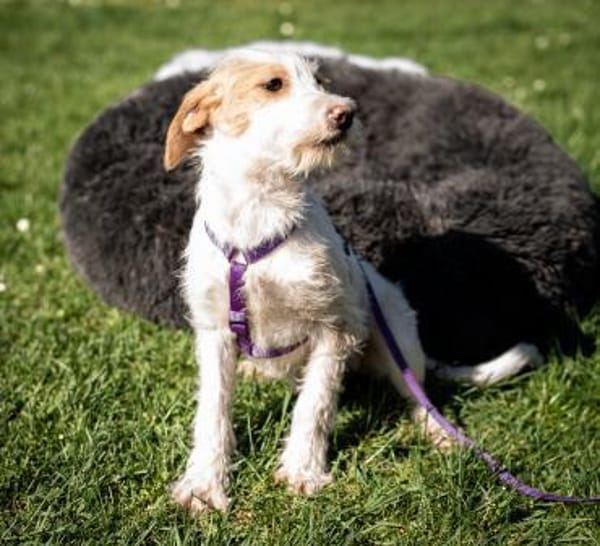 Rina sucht ihre Menschen...