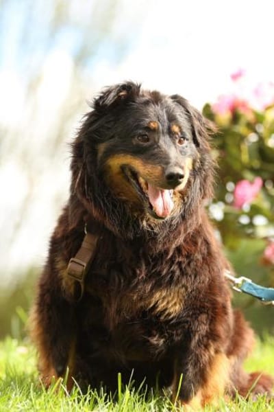 Wer schenkt HOLLY ein schönes Zuha