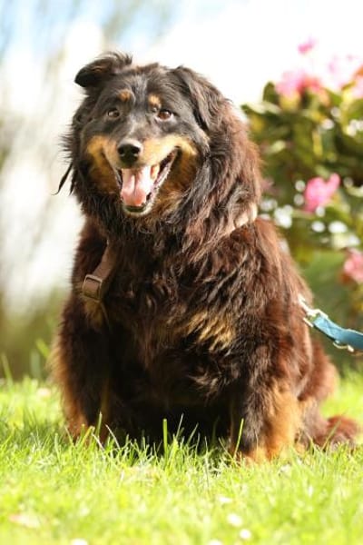 Wer schenkt HOLLY ein schönes Zuha