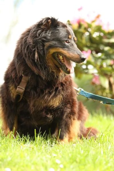 Wer schenkt HOLLY ein schönes Zuha