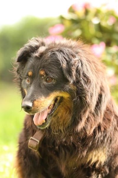 Wer schenkt HOLLY ein schönes Zuha