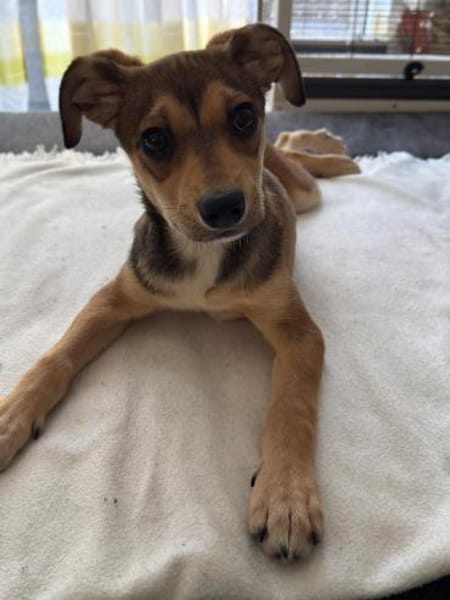 Anabella unser Herzenshund...