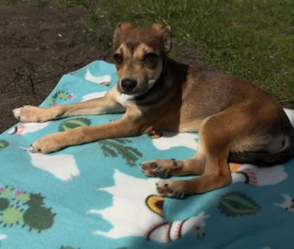 Anabella unser Herzenshund...