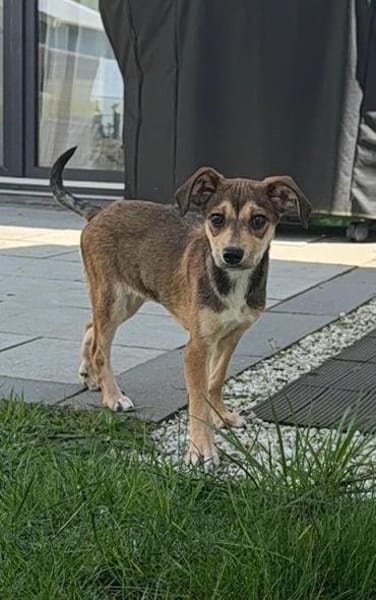 Anabella unser Herzenshund...