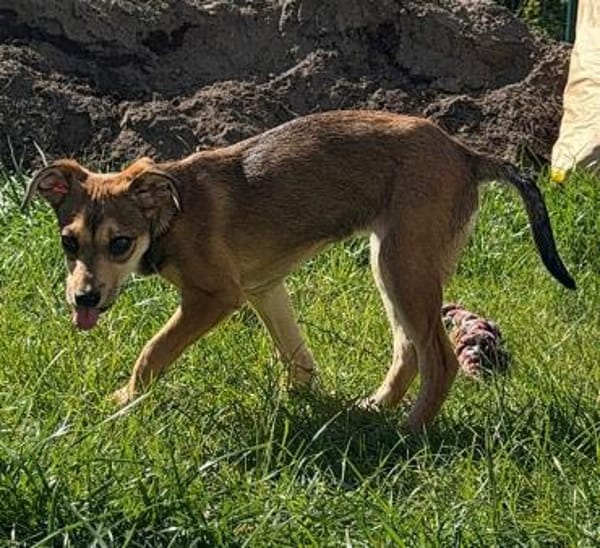 Anabella unser Herzenshund...