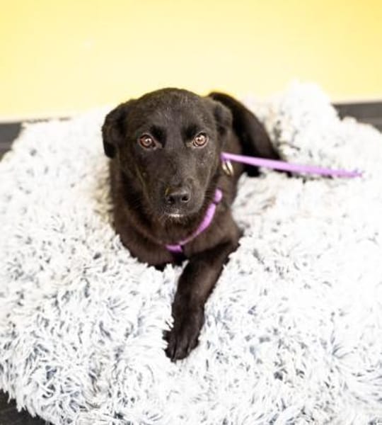 Beauty sucht ihr Glück....