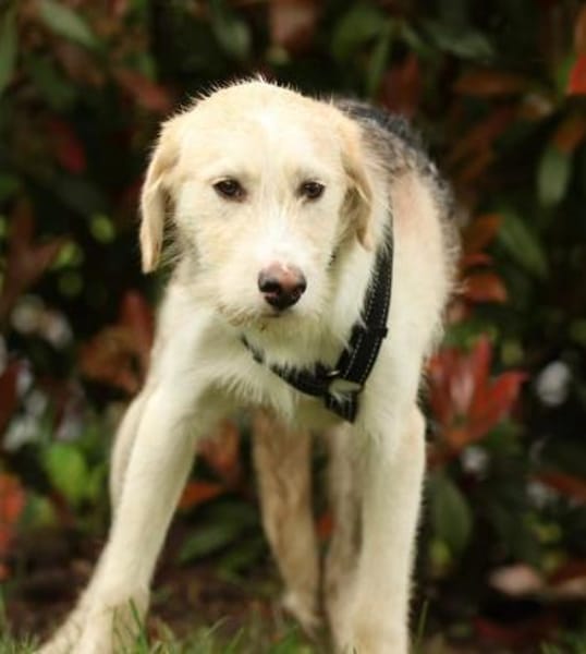 Lasko sucht ein Zuhause...