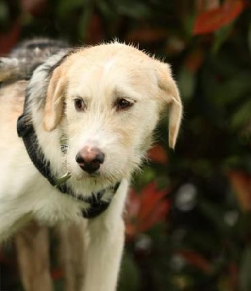 Lasko sucht ein Zuhause...