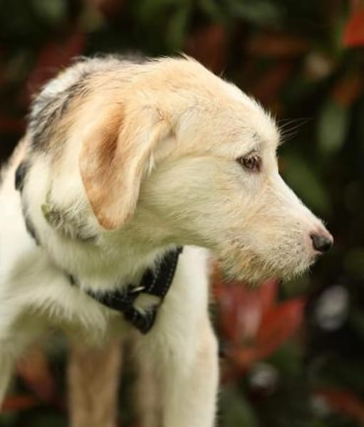 Lasko sucht ein Zuhause...