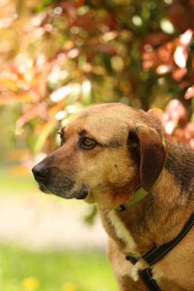 Jango sucht sein Für-Immer-Zuhause!