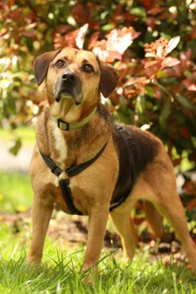 Jango sucht sein Für-Immer-Zuhause!