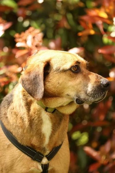 Jango sucht sein Für-Immer-Zuhause!