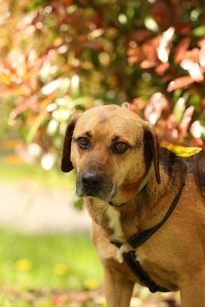 Jango sucht sein Für-Immer-Zuhause!