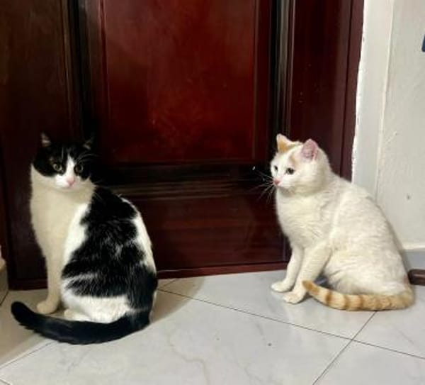 Bounty & Raffaelo Süßes Dreamteam
