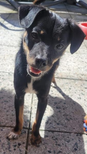 4 Junghunde suchen ihr Glück