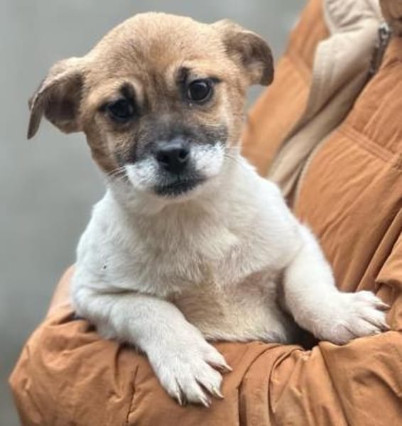 4 Junghunde suchen ihr Glück