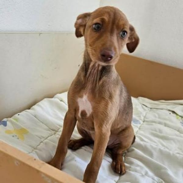 Pumpkin sucht ihr Zuhause für Immer