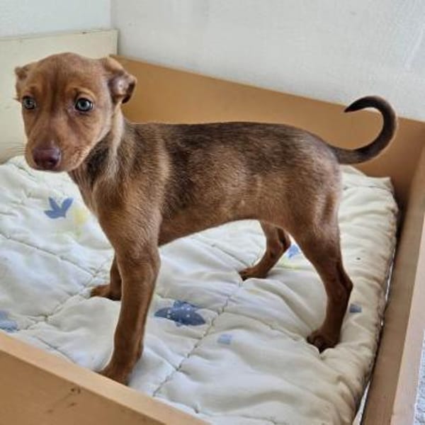 Pumpkin sucht ihr Zuhause für Immer