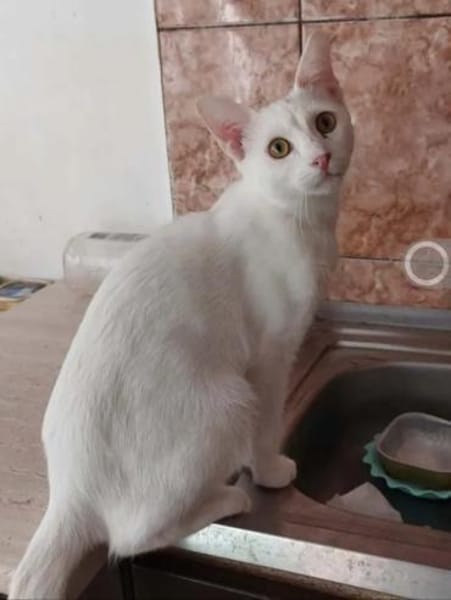 Borat & Johnny Dreamteam sucht Familie