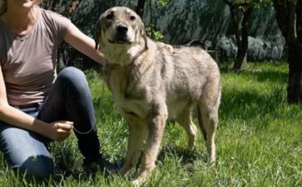 Aufgeweckter Nabaro sucht seine Familie!