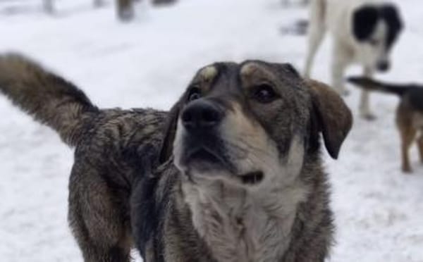 Aufgeweckter Nabaro sucht seine Familie!